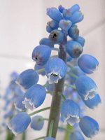 ���X�J���iMuscari�j