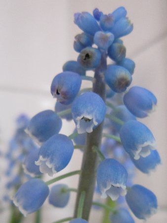 ���X�J���iMuscari�j
