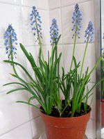 ���X�J���iMuscari�j