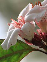 �X�g���t�@���c�X�E�O���c�X(Strophanthus gratus)
