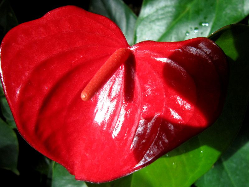 �A���X���E���iAnthurium�j