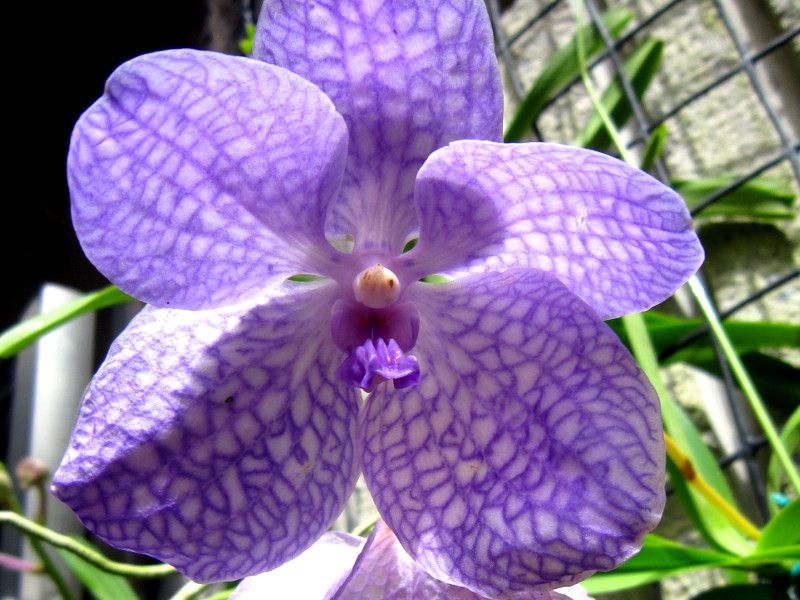 �o���_�E�T���T�C�u���[�iBlueVanda Sansai Blue Blue�j