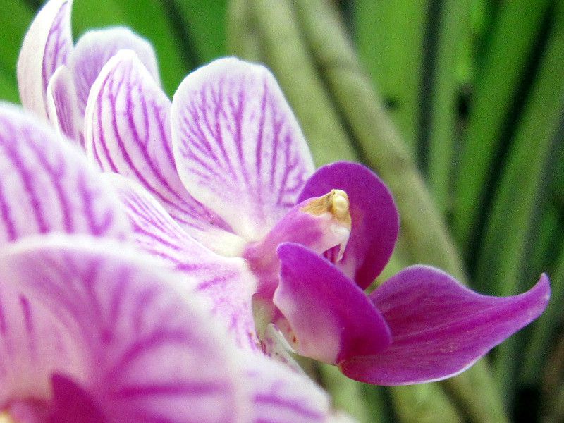 �t�@���m�v�V�X �v�`�~�j�B�iPhalaenopsis petit mini)