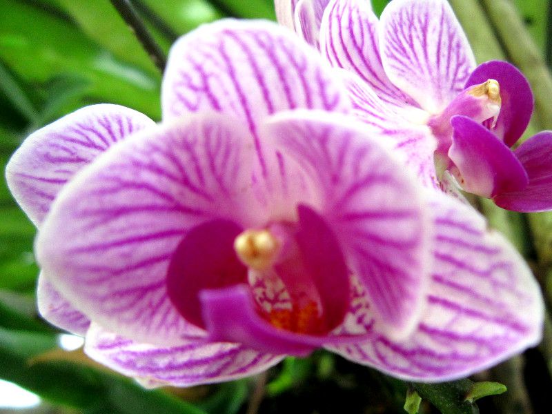 �t�@���m�v�V�X �v�`�~�j�B�iPhalaenopsis petit mini)