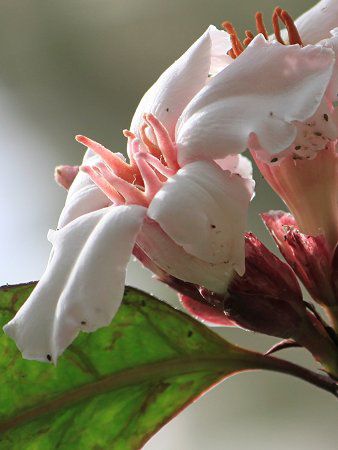 �X�g���t�@���c�X�E�O���c�X(Strophanthus gratus)