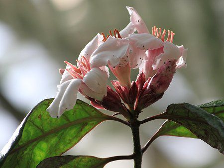 �X�g���t�@���c�X�E�O���c�X(Strophanthus gratus)