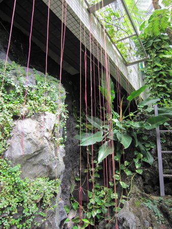 �L�b�X�X�E�V�L�I�C�f�X(Cissus sicyoides)