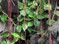 �L�b�X�X�E�V�L�I�C�f�X(Cissus sicyoides)