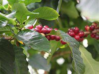 �A���r�A�R�[�q�[(Arabian coffee)