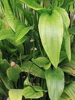�G�L�m�h���X�E�p�j�N���c�X (Echinodorus paniculatus)
