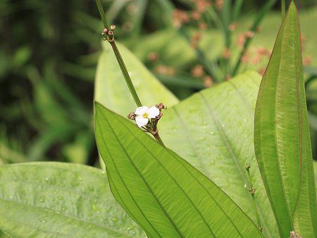 �G�L�m�h���X�E�p�j�N���c�X (Echinodorus paniculatus)