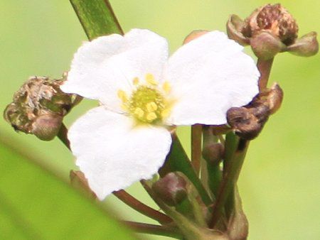 �G�L�m�h���X�E�p�j�N���c�X �iEchinodorus paniculatus�j
