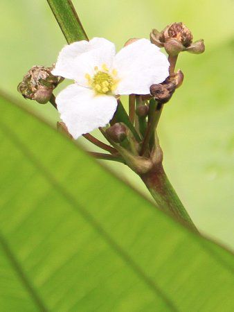 �G�L�m�h���X�E�p�j�N���c�X (Echinodorus paniculatus)
