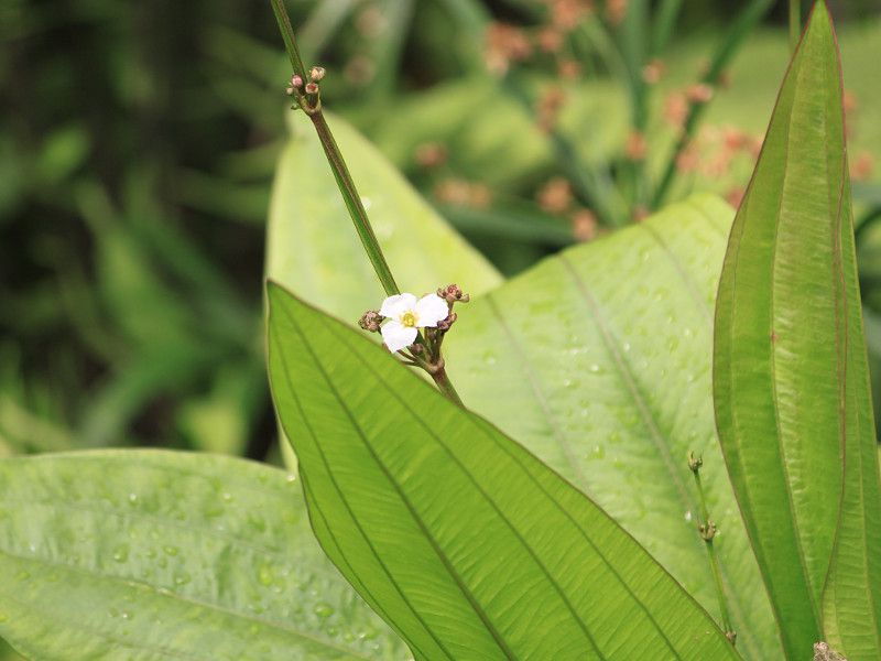 �G�L�m�h���X�E�p�j�N���c�X (Echinodorus paniculatus)
