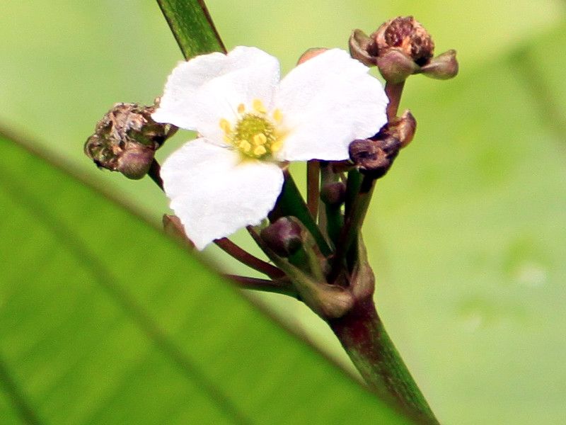 �G�L�m�h���X�E�p�j�N���c�X (Echinodorus paniculatus)
