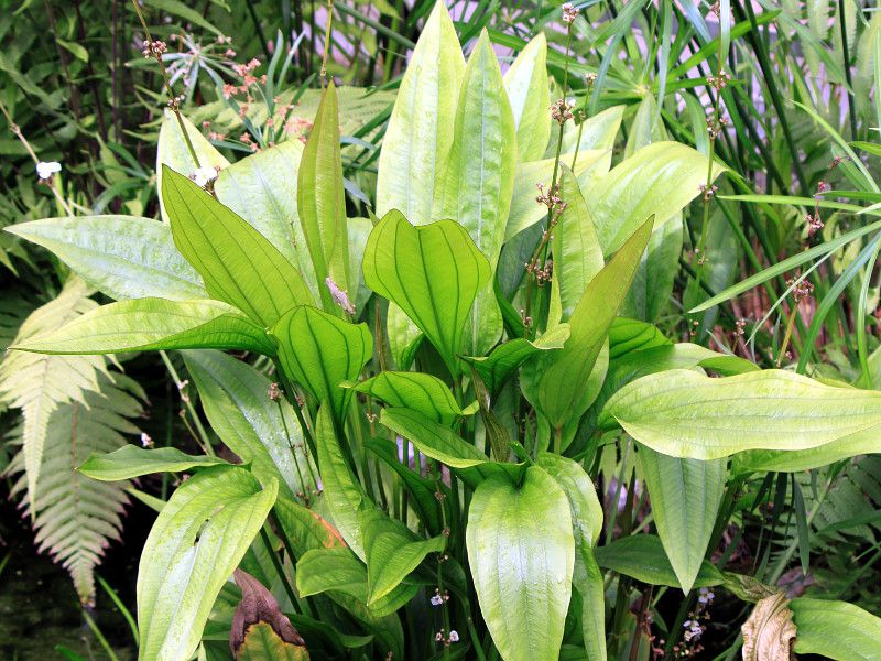 �G�L�m�h���X�E�p�j�N���c�X (Echinodorus paniculatus)