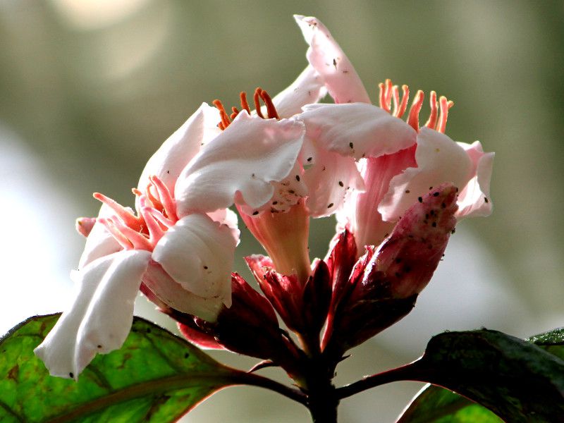 �X�g���t�@���c�X�E�O���c�X(Strophanthus gratus)