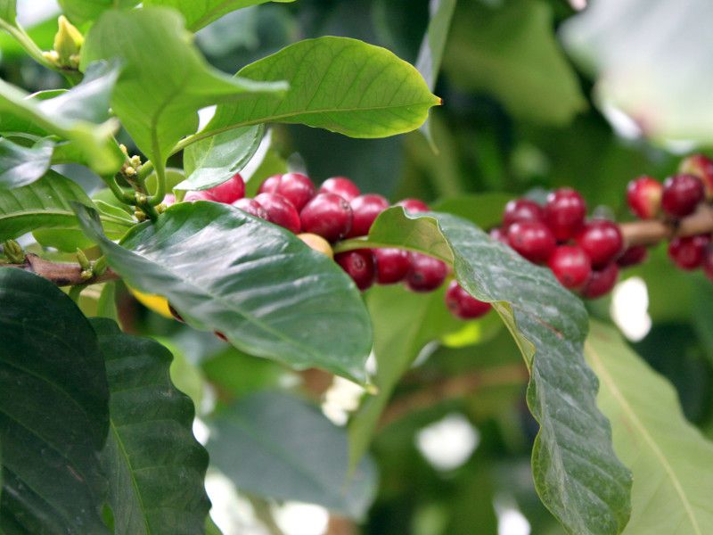 �A���r�A�R�[�q�[(Arabian coffee)�j