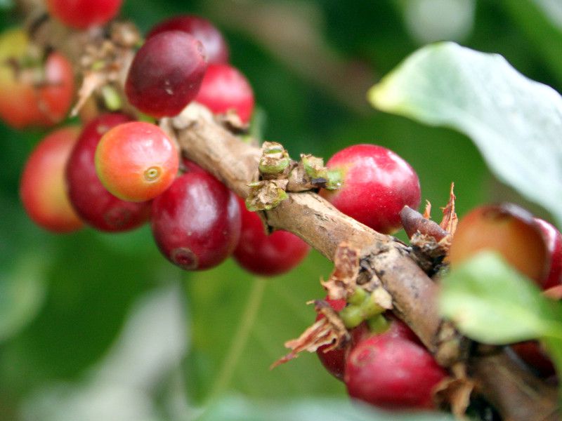 �A���r�A�R�[�q�[(Arabian coffee)�j