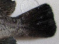 �L�c�l���o�����h