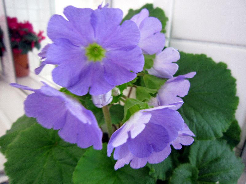 �v�������E�I�u�R�j�J