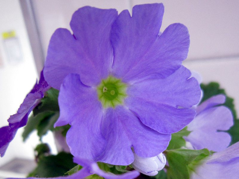 �v�������E�I�u�R�j�J
