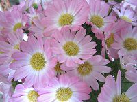 �T�C�l���A(Cineraria)