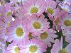 �T�C�l���A(Cineraria)