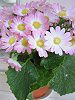 �T�C�l���A(Cineraria)
