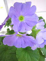 �v�������E�I�u�R�j�J�iP. obconica�j