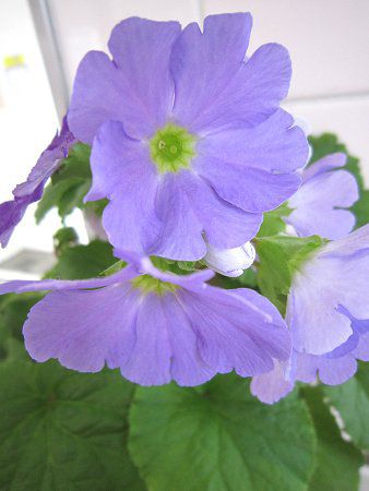 �v�������E�I�u�R�j�J