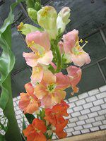 �L���M���\�E�i�������j