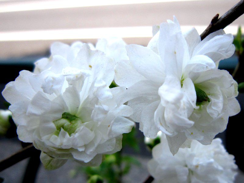 �e���e�����i�Ǝ蓍�j