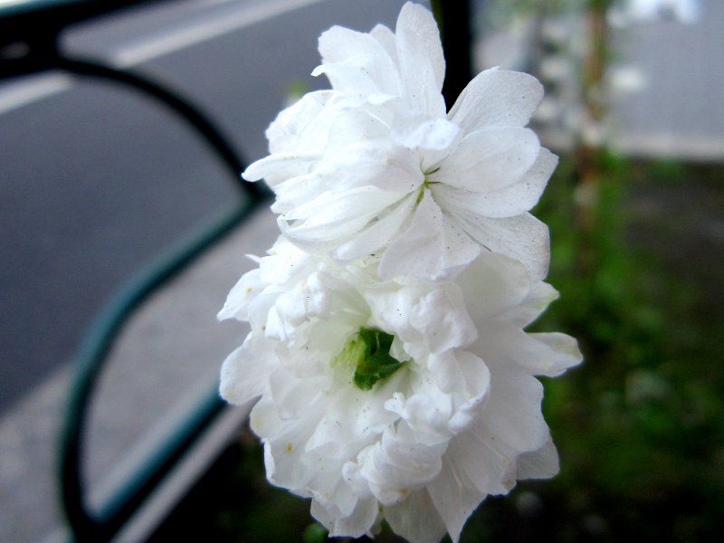 �e���e�����i�Ǝ蓍�j