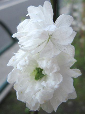 �e���e�����i�Ǝ蓍�j