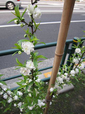 �e���e�����i�Ǝ蓍�j