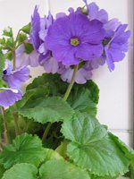 �v�������E�I�u�R�j�J(Primula obconica) 