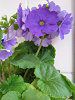 �v�������E�I�u�R�j�J(Primula obconica) 