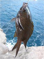 �X�Y���_�C�i����j