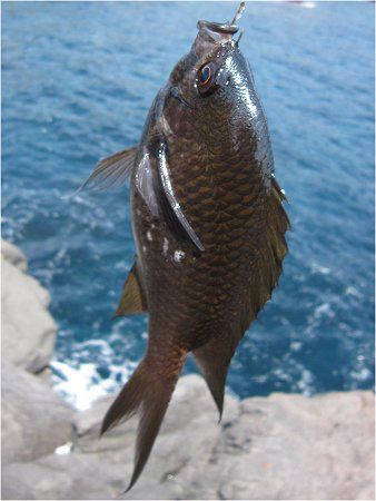 �X�Y���_�C�i����j