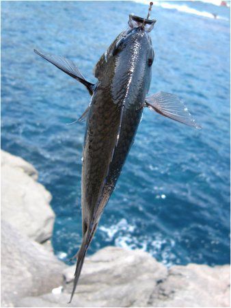 �X�Y���_�C�i����j