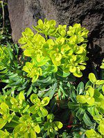 �C���^�C�Q�L7