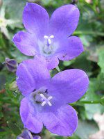 �J���p�j�����E�|���e���V�����M�A�i�iCampanula potenschlagiana
