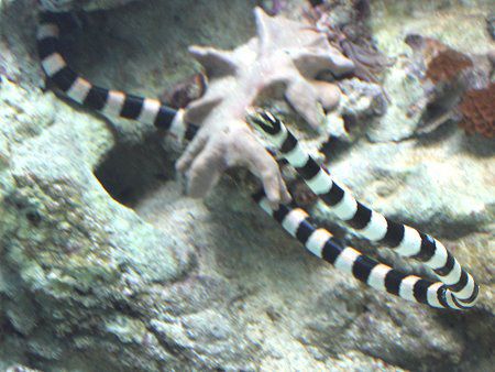 Yellow lipped sea snake