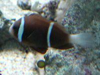 �o���A���[�t�E�A�l���l�t�B�b�V���iBarrierreef anemonefish�j
