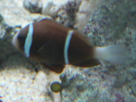 �o���A���[�t�A�l���l�t�B�b�V���iBarrierreef anemonefish�j