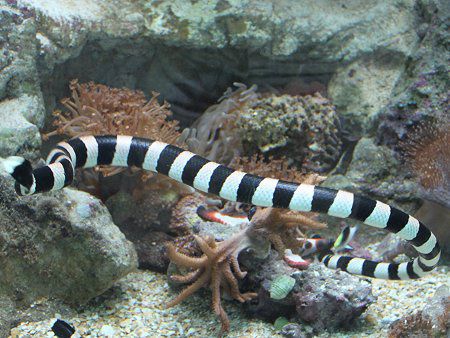 Yellow lipped sea snake
