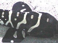�g���t�U���c���i���n�L�j