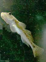 goby