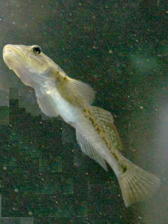 Awaous guamensis